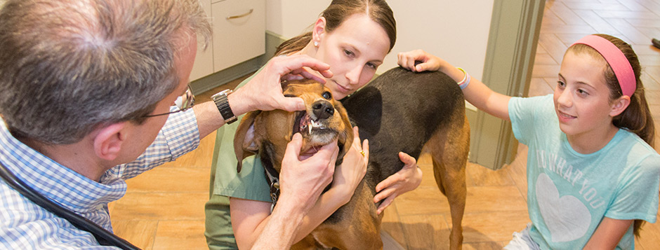 Veterinarian and Animal Hospital in North Kingstown, RI | The Village  Veterinary Center