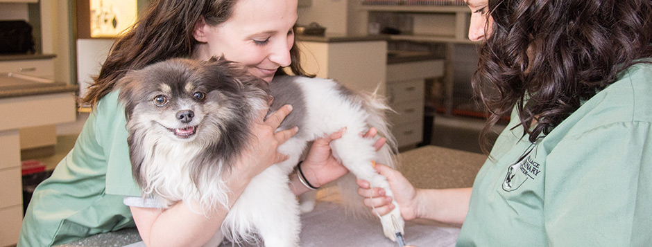 Dog receiving a vaccination at animal hospital in North Kingstown